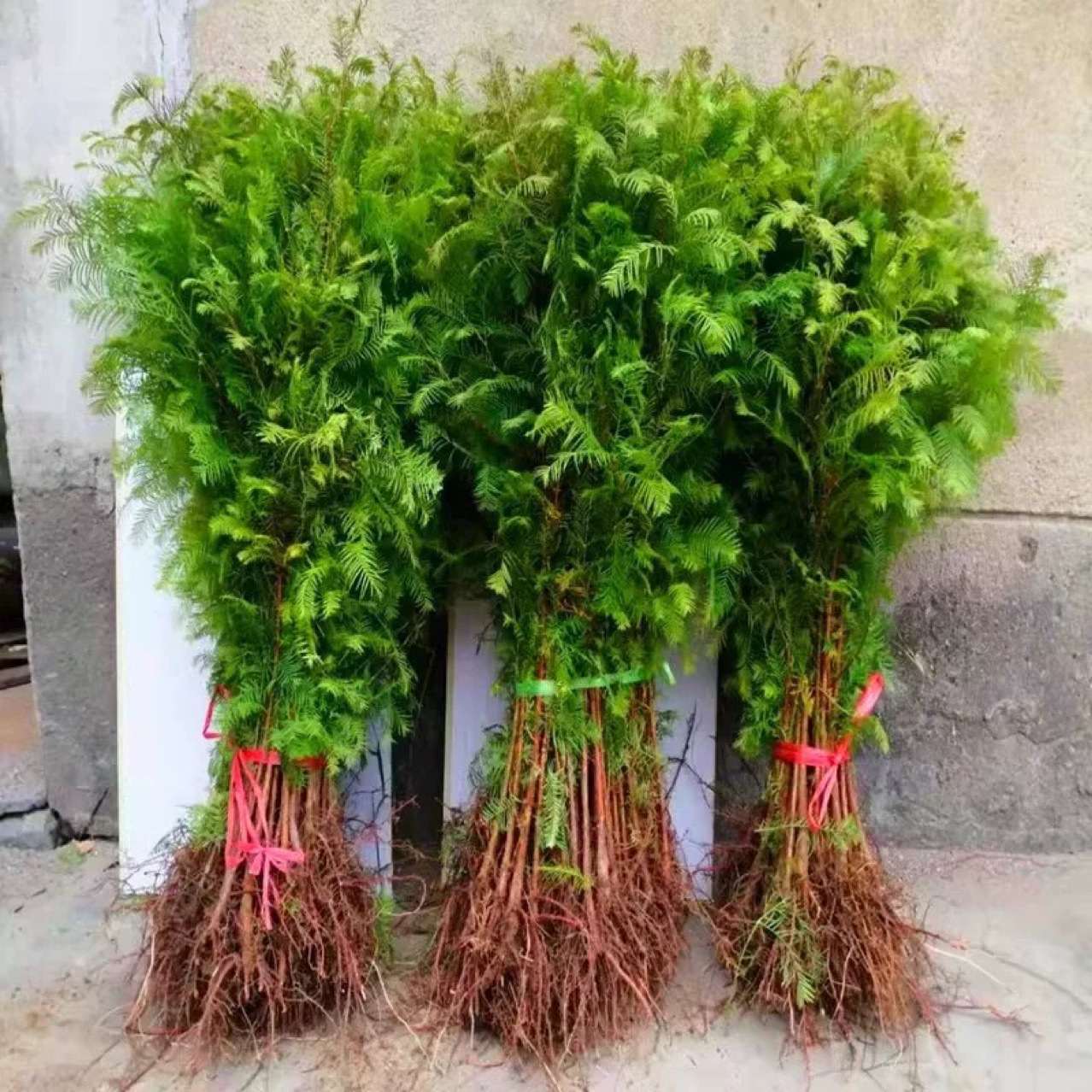 Metasequoia fir seedlings Metasequoia glyptostroboides Seedling trees Fir trees Courtyard villas Road Greening Road Scenery trees can be planted in both South and North