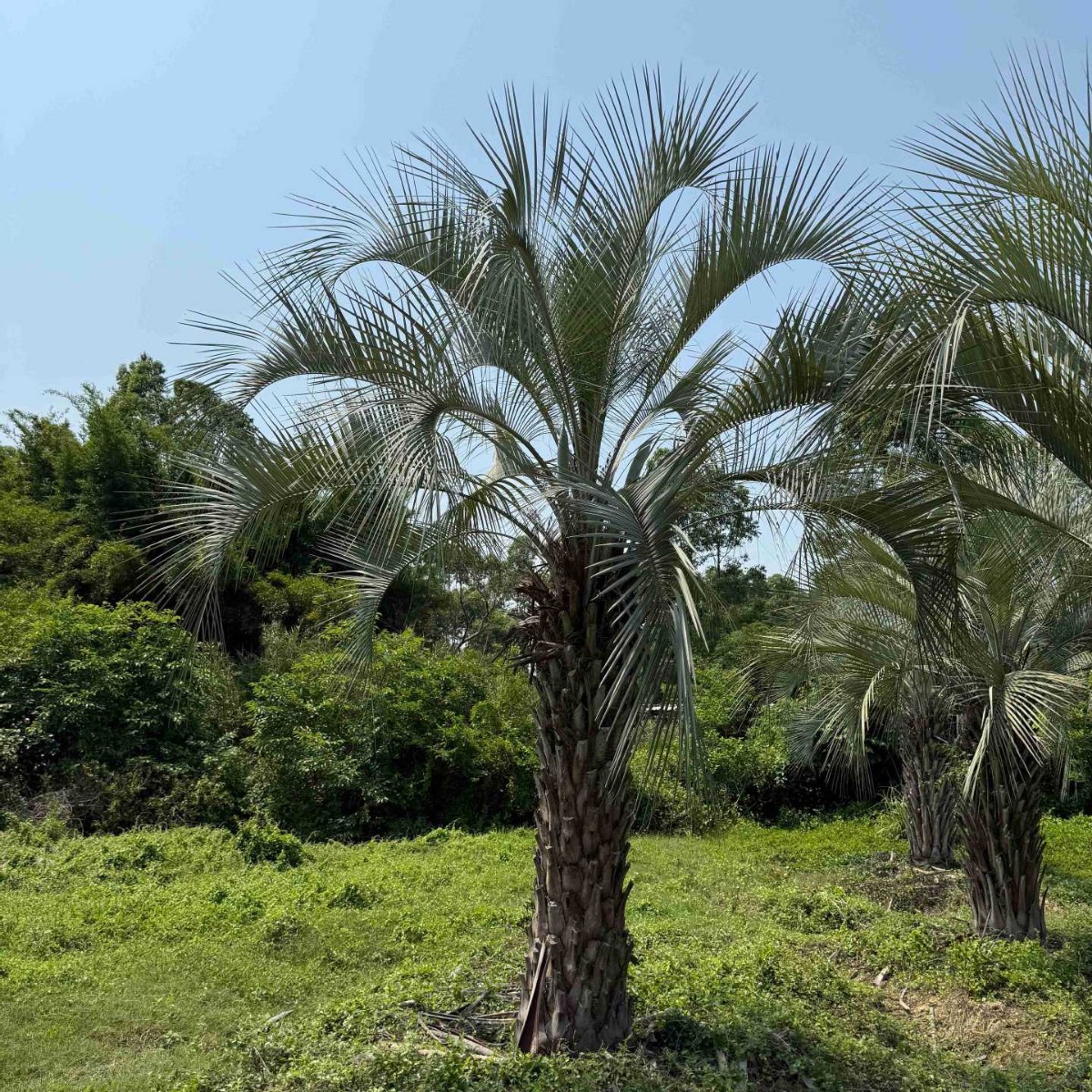 Henan Budi Coconut Price Shanghai Hubei Budi Coconut Supply Jiangxi Budi Coconut Tree Wholesale Base