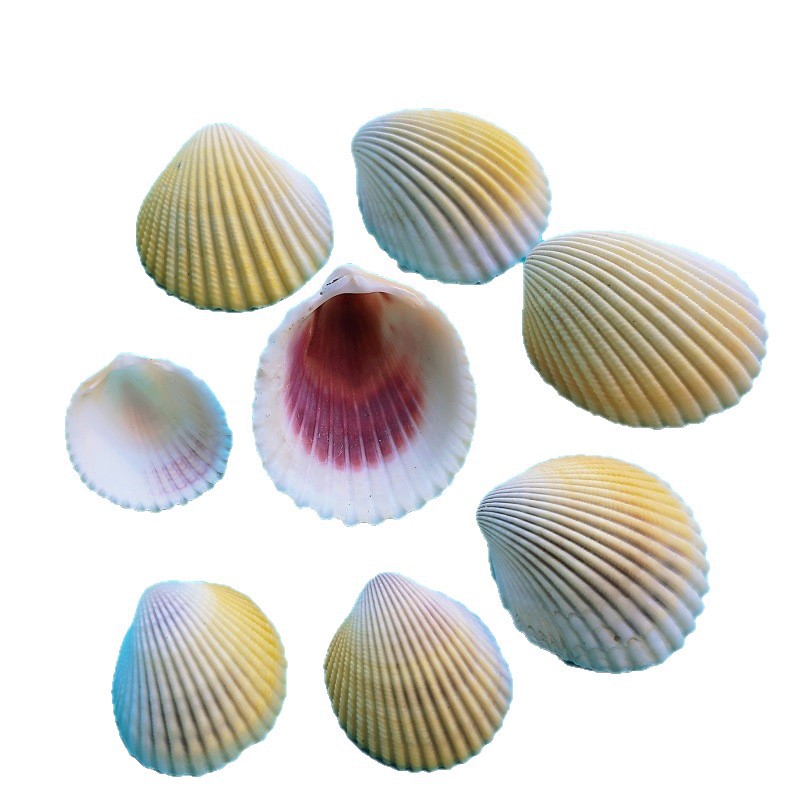 Natural White Shell Large White Scallop DIY Handmade Painting Graffiti Wall Sticker Hawaiian Shell Wholesale