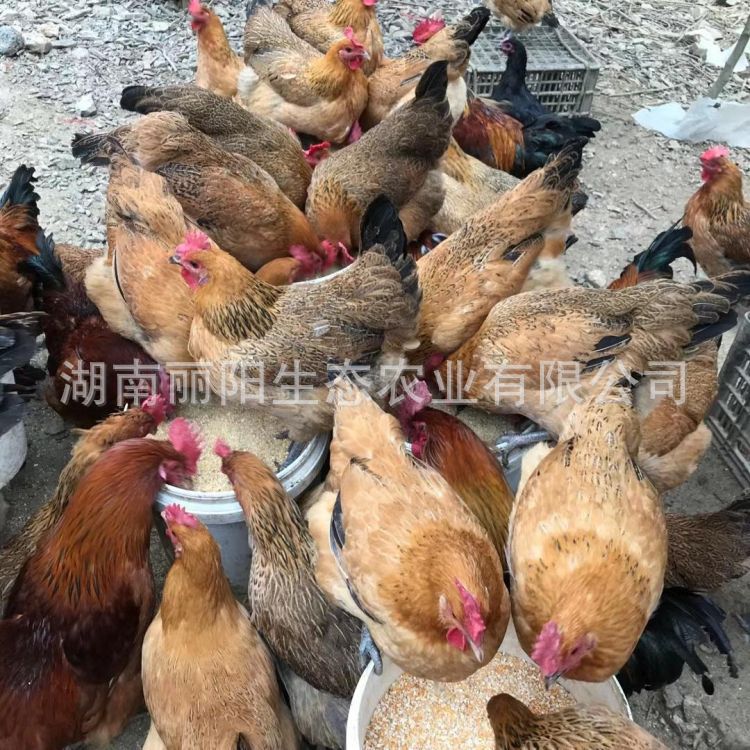 Factory Wholesale Customized Green-Footed Native Chicken Chicks That Are One Day Old and Live Chicks That Are Free-Range Small-Footed Chickens in the Mountains