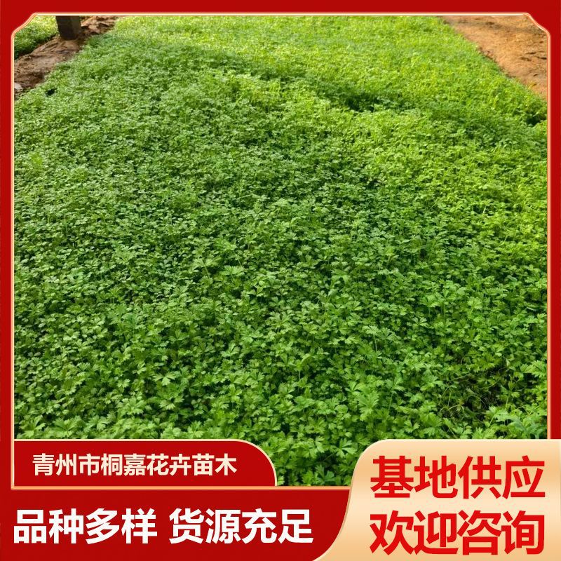 Qingzhou Base Supplies Three-Leaf and Five-Leaf Aster, Perennial Grass Flowers for Greening, Aster Project Potted Flower Seedlings