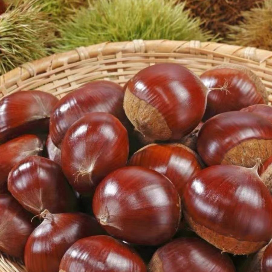 正宗【丹东板栗】生板栗新鲜采摘带壳栗子当季应季毛栗子批发