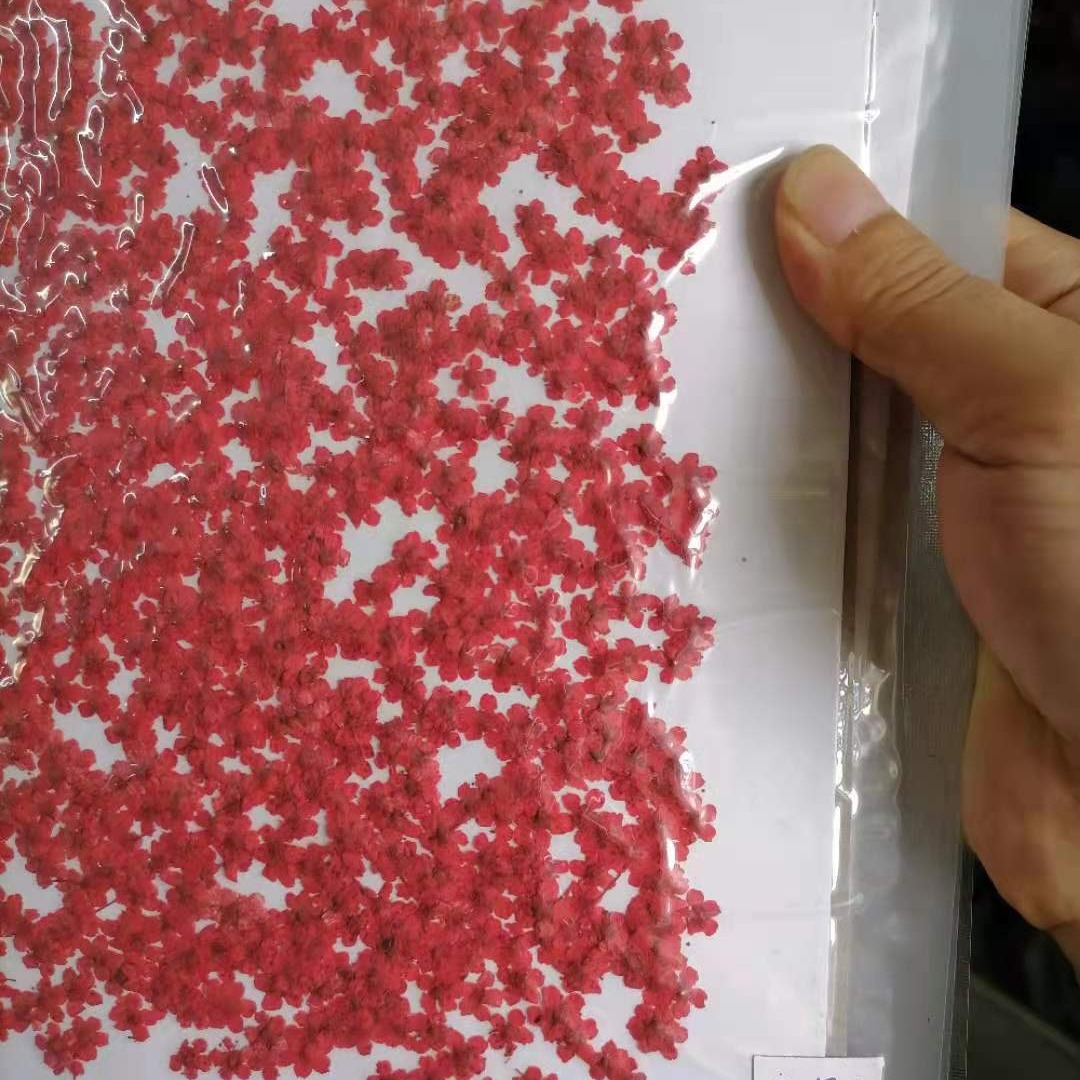 Tree Flower Five-Star Flower Japanese Style Manicure Dried Flower DIY Sticker Face Makeup Petal Makeup Five-Petal Flower Embossed Flower Factory Direct Sale