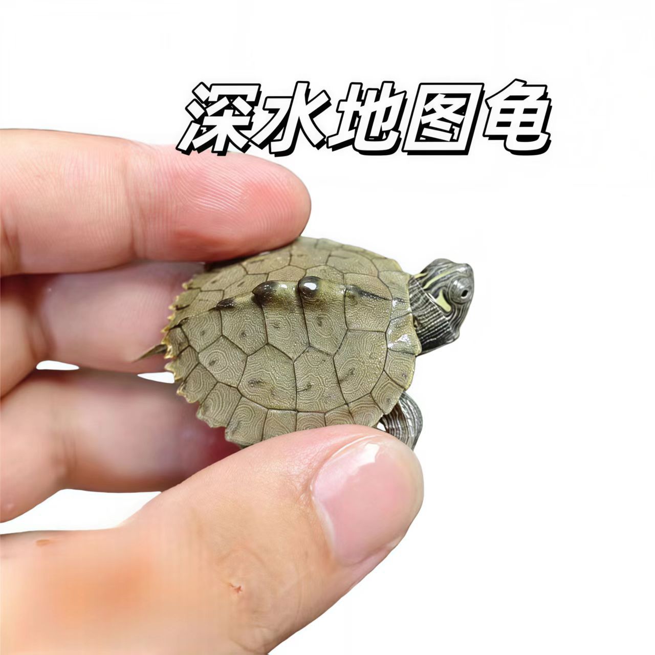 Wholesale Supply of Brazilian Turtles, Flower Turtles, Grass Turtles, Yellow-Eared Turtles, Map Turtles from the Source, Guaranteed to Be Delivered Alive to Your Doorstep