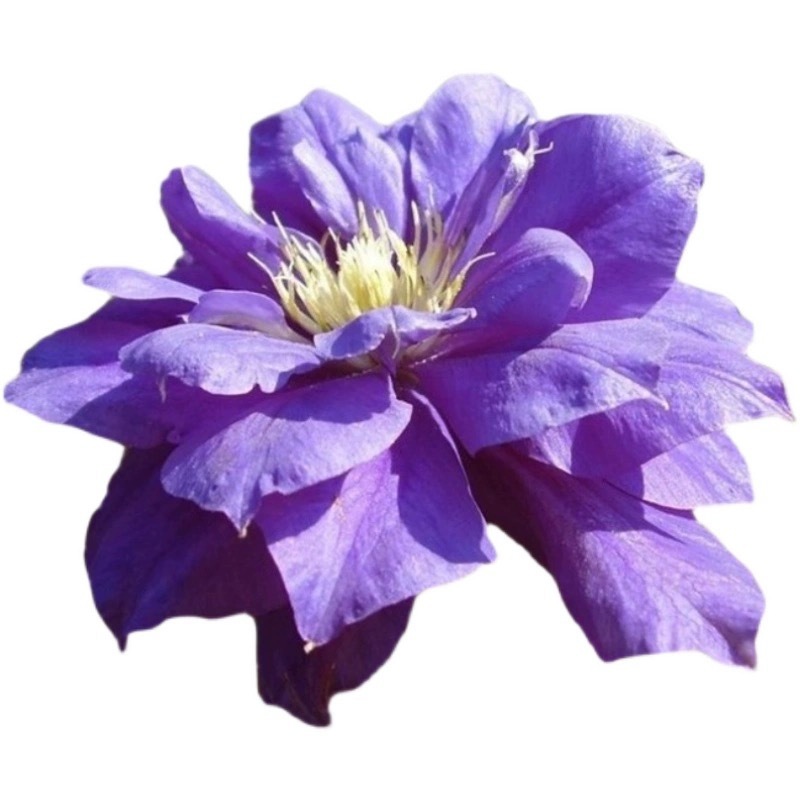 Worcester Beauty Clematis Large Seedling Potted Climbing Plant Vine Flowering Column for Villa Courtyard, Cold-Tolerant and Blooms All Seasons
