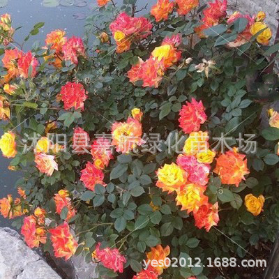 Rose Flower Seeds Climbing Rose Flower Seeds Bloom All Year Round Climbing Vines Climbing Flower Plants Flower Sea Landscape Flower Seeds