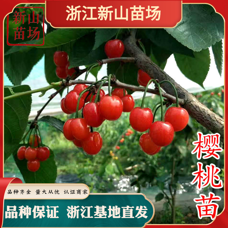 Южные саженцы вишни [20 растений и более, бесплатная доставка] Хонгфэй, южные крупные вишни, новая сортовая база