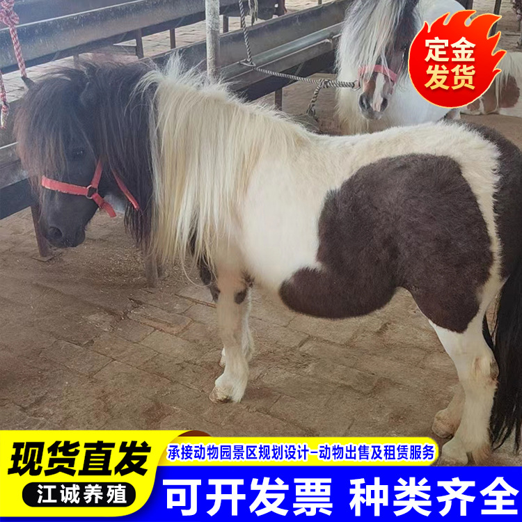 Interactive Miniature Horse Rides in Scenic Gardens for Sale, Mini Pet Horses, Domestic Special Breed Ponies