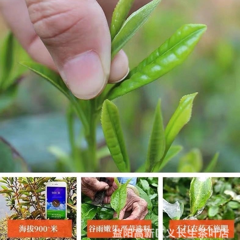 Hongqi Qitian hand building Golden Flower Fu brick tea 480g authentic Anhua black tea Hunan Anhua golden flower black tea 1 Jin