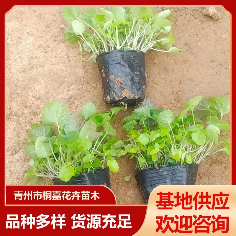 Qingzhou Supplies Landscaping Nurseries, Flower Beds, Alyssum Flowers, Four-Season Flowers, Alyssum Project Potted Plants, and Cup Seedlings