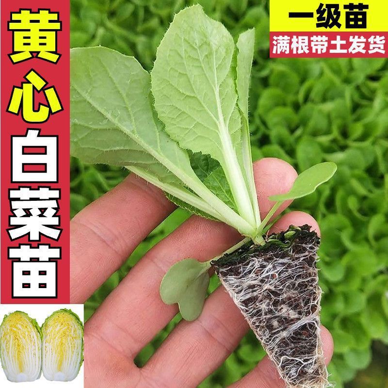 Yellow Heart Cabbage Seedlings Shipped with Soil for Autumn and Winter Vegetable Garden Courtyard Planting Vegetable Seedlings Plug Tray Seedlings