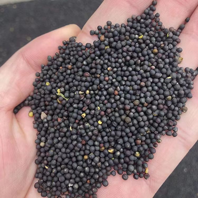 масло рапса