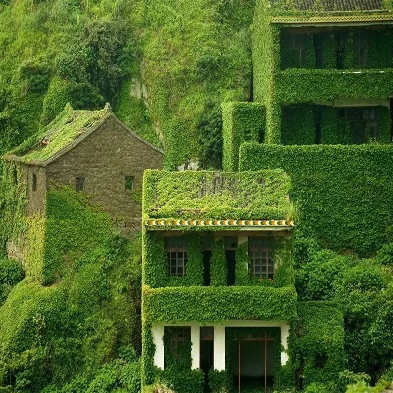 Ivy Seedlings Climbing Vines All Year Round Outdoor Three-Leaf Five-Leaf Red Wall Climbing Tiger Seedlings Potted Vines Climbing Florals