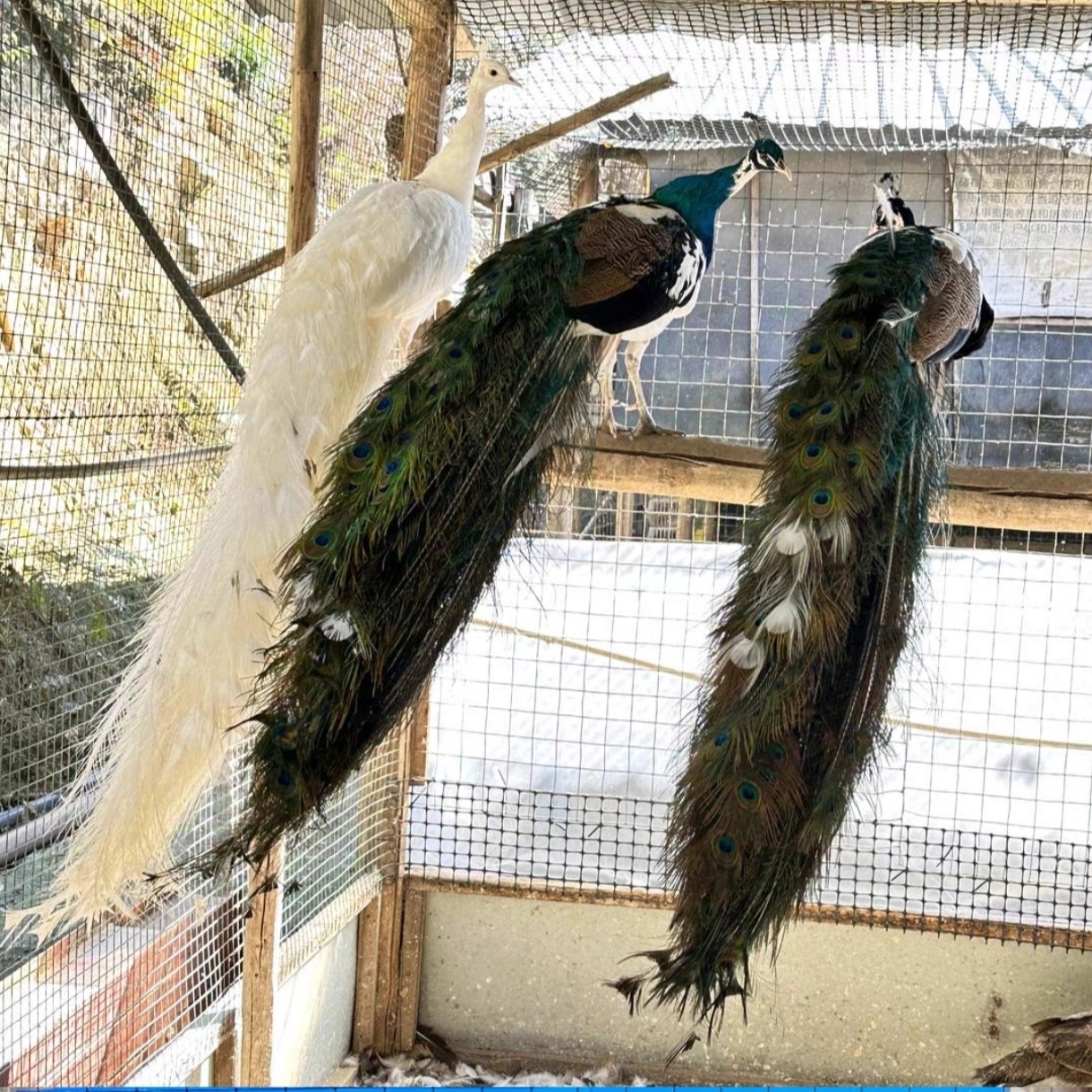 Adult Peacock Live Breeding for Sale in Scenic Spots, Domesticated Ornamental Blue Peacocks, Price of a Pair of Warm Peacock Seedlings Wholesale