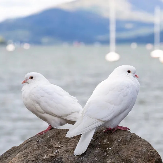 Lucky Ingot Pigeon Giant Purebred Large Ingot Pigeon Live Pair Ornamental Pigeon Meat Pigeon Breed Pigeon Live Animal Free Shipping