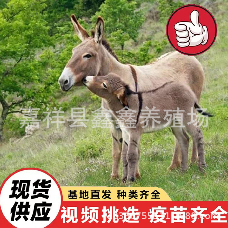 Животные на продажу на фермах, ослы для детей для катания в туристических целях и для просмотра, миниатюрные домашние ослы для катания в живописных местах