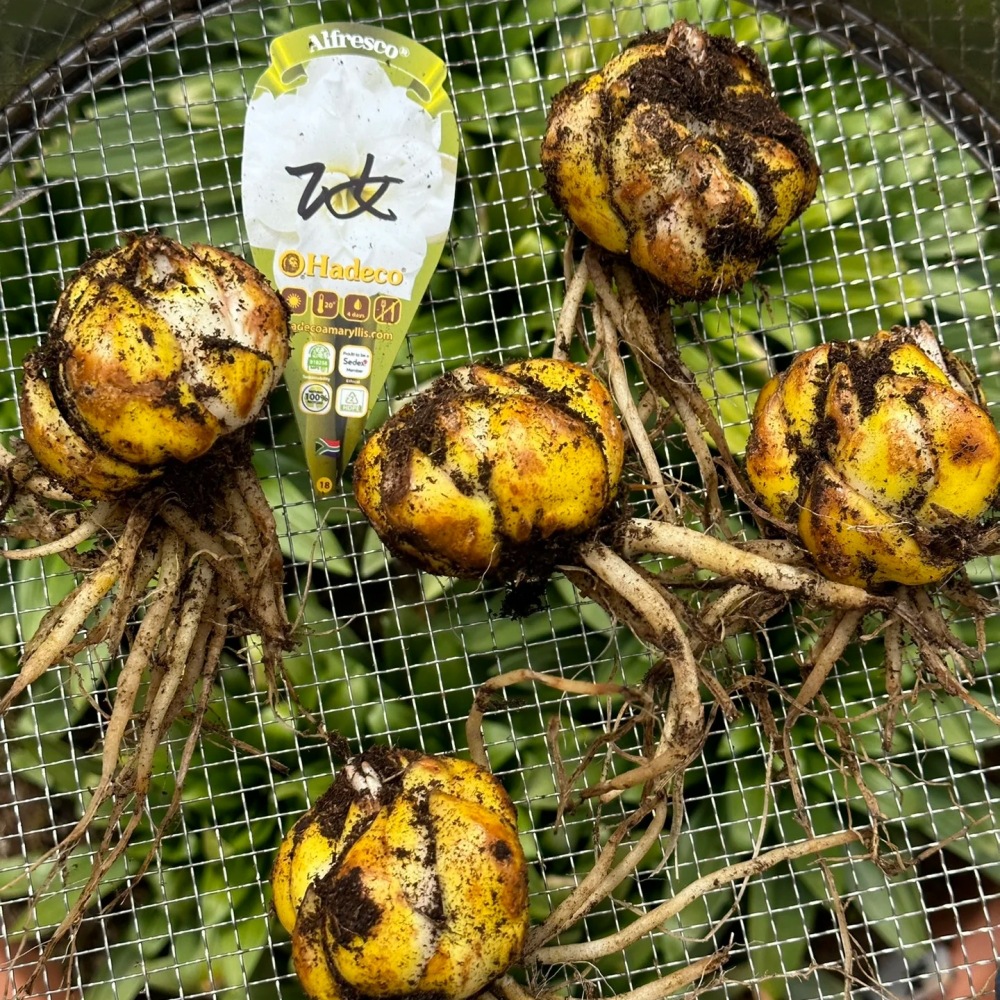 Newly Arrived 25-Year-Old Dutch Imported Iron Gun Planet Lily Bulbs Are Fast to Reproduce and Bloom, Strong Powder, Special Female, Easy to Grow