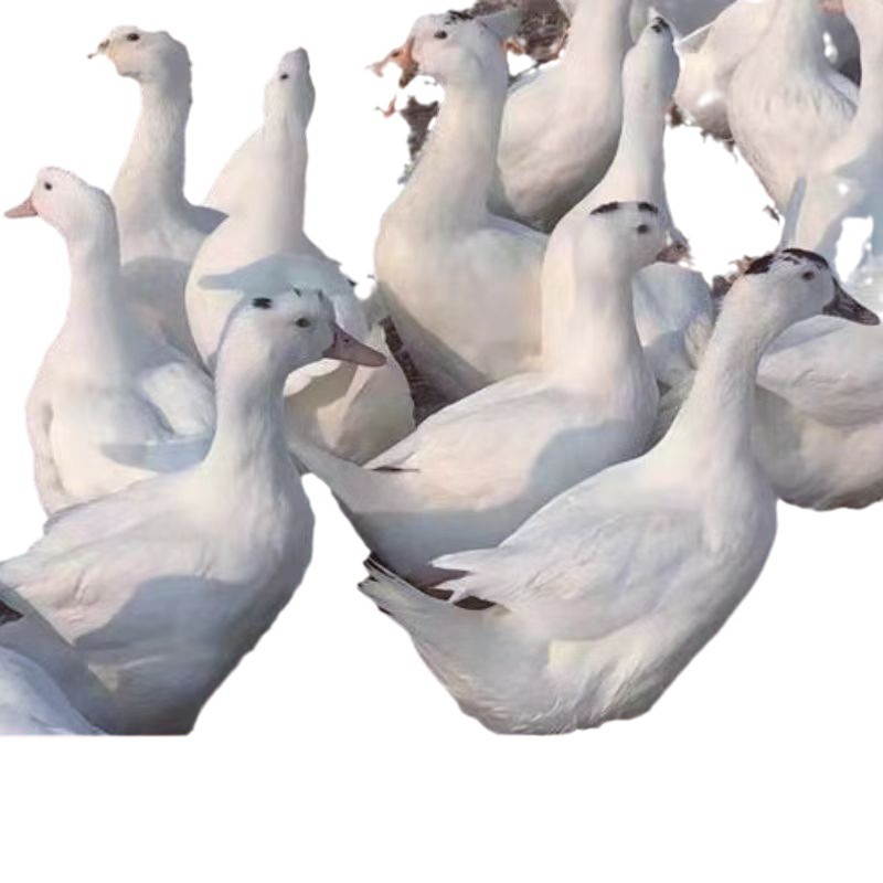 For Sale Duckling Meat Duck M18 Duckling a Little Head a Little Black and White Feather Meat Duck Seedling Duckling Mallard Duck Wholesale