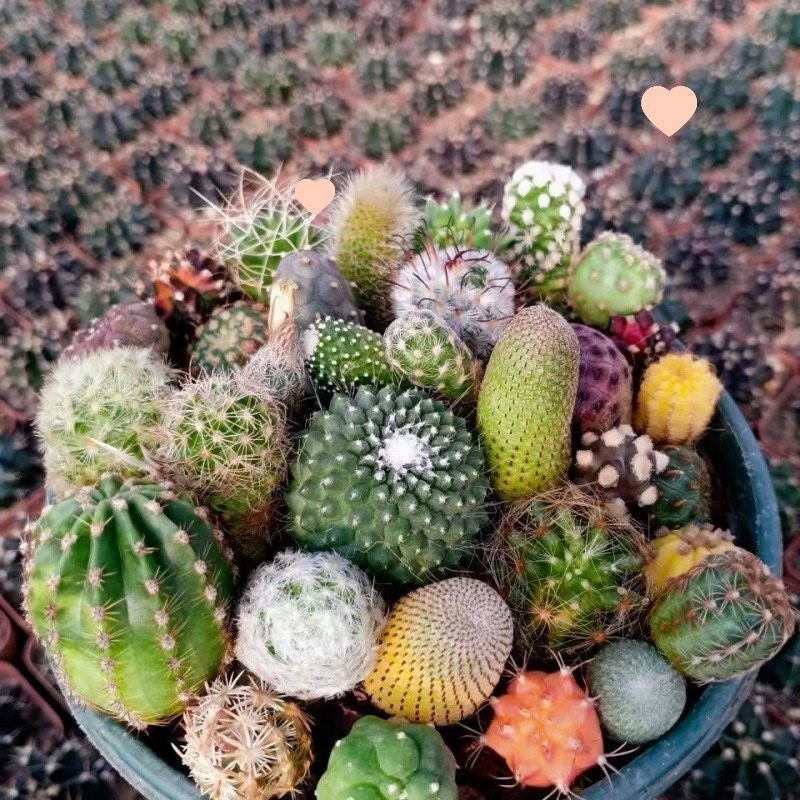 Cactus Grafted Combination Potted Succulent Plant with Triangular Side Buds Colorful Cactus