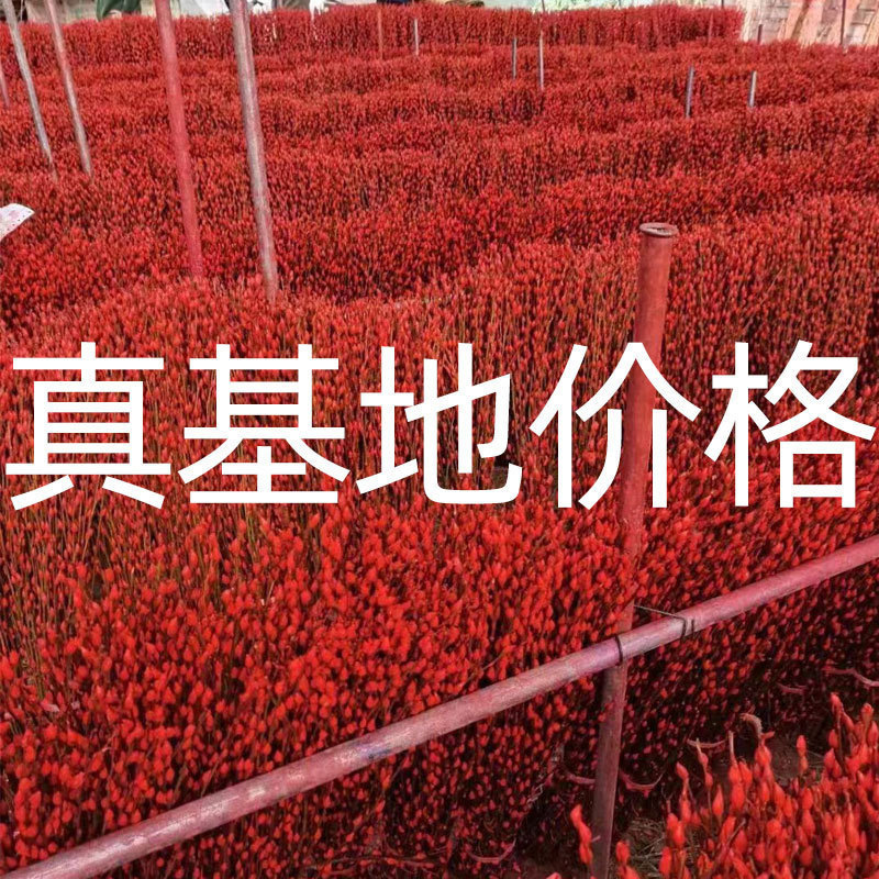 Silver Willow Real Florals, Fresh Branches, Festive Florals, Colorfulful Red Silver Willow Dried Florals, Colorfulful Willow Branch Florals, Interior Decoration Florals to Attract Wealth