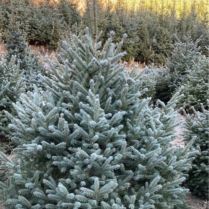 Spruce Spruce Tree Spruce Green Cutting Spruce 1 to 10m Tall Spruce Saplings Evergreen Trees All Year Round