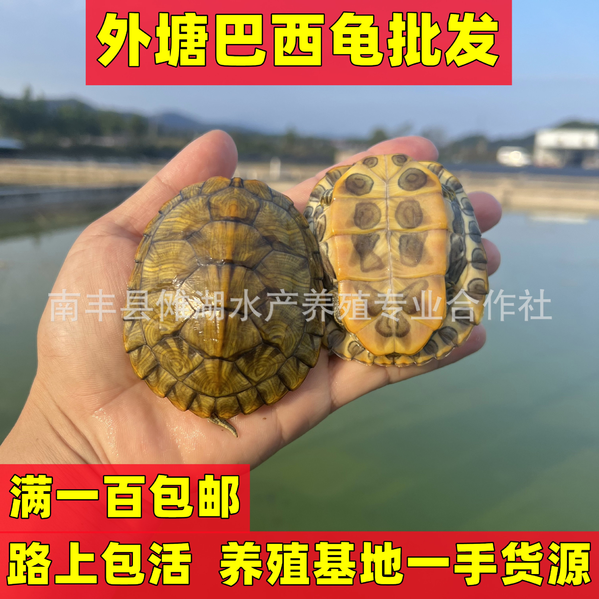 Домашняя бразильская черепаха, бразильская рассада черепах, большая бразильская черепаха, киоск, цветная маленькая черепаха, живая, оптовая продажа