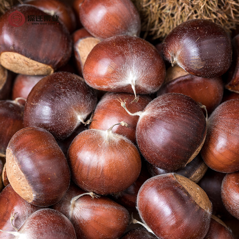 2025 Authentic Qianxi Chestnuts 50kg Wholesale Hebei 313 Chestnuts Fresh Raw Oil Chestnuts Candied Roasted 3113 Chestnuts