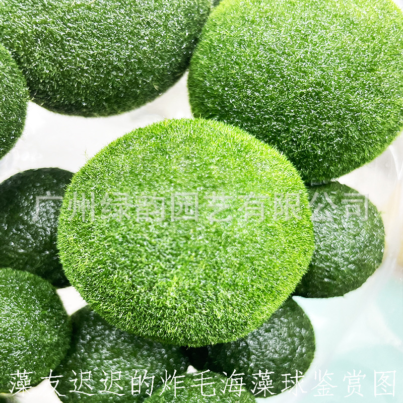 marimo happy seaweed ball ornamental live real aquatic plants wholesale micro landscape eco bottle aquarium non-green algae ball