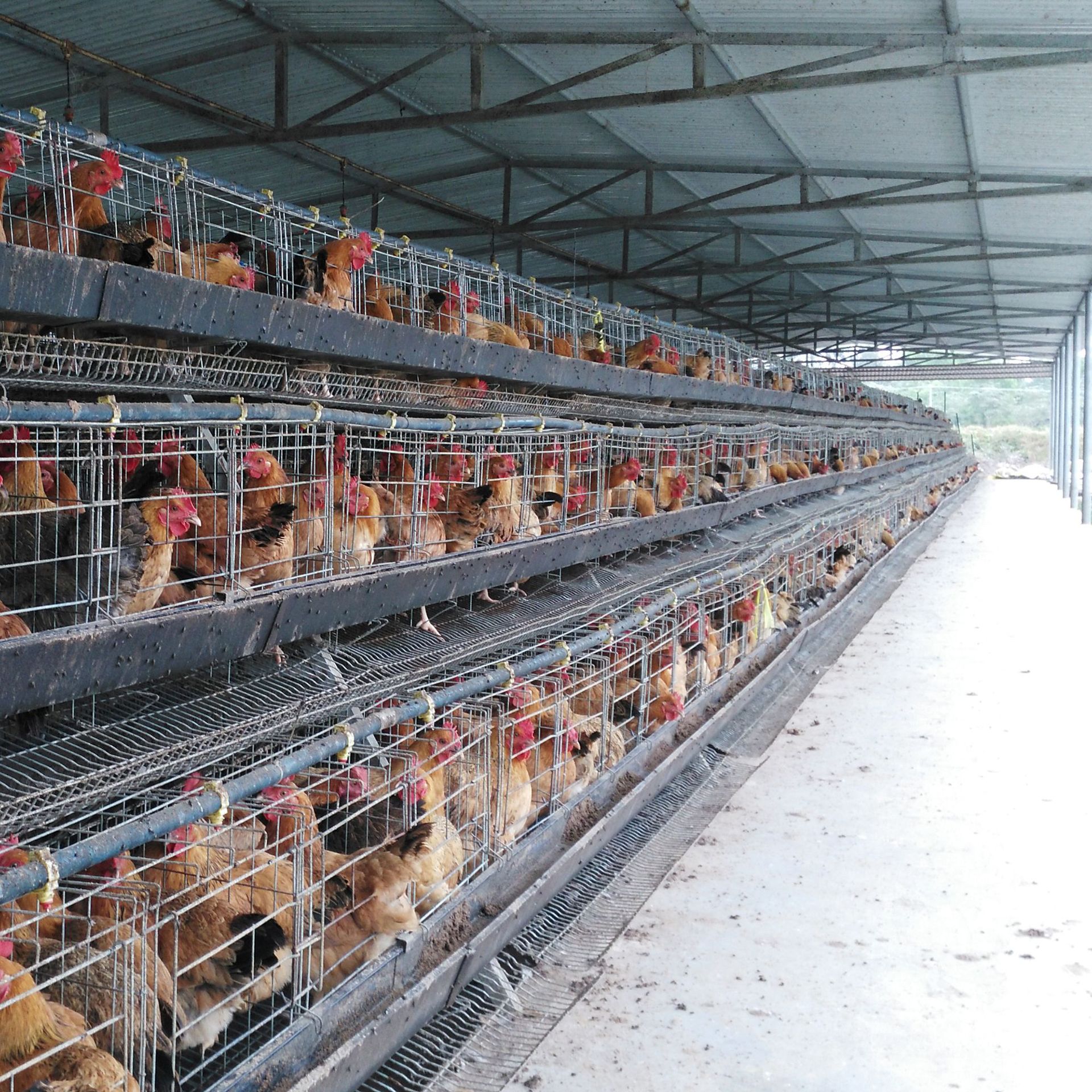 Wenchang Chicken, a Specialty of Hainan, Is Raised for 120 to 130 Days and Is Now Slaughtered. Fresh Chicken, Whole Chicken, Coconut Chicken Hot Pot Ingredients