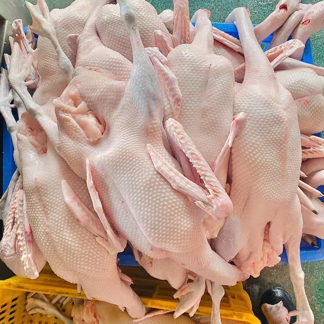 Freshly Slaughtered Black and Brown Goose. Hotel Supplies Ingredients. Cold Chain Transportation. Farmhouse Free-Range Goose. Whole Fresh Black and Brown Goose