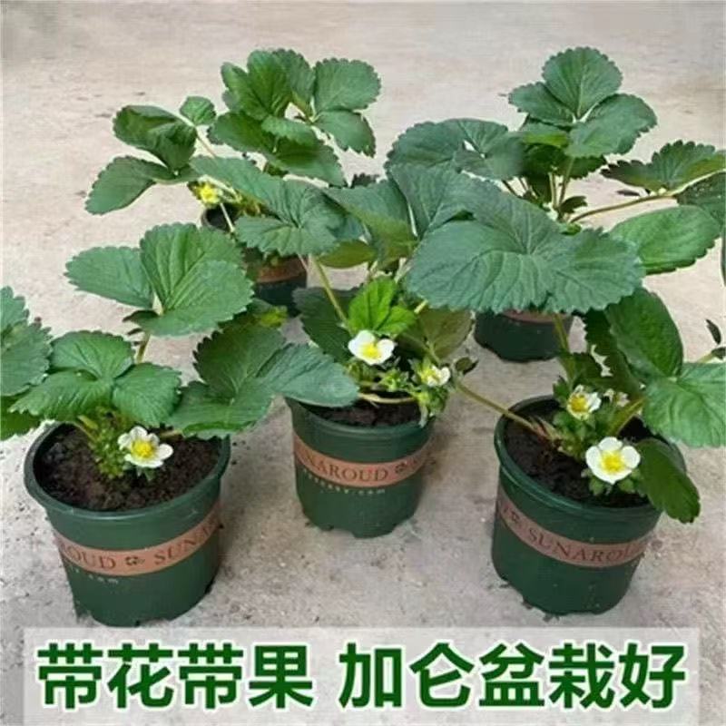 Four-Season Strawberry Seedlings, Cream Red Strawberry Seedlings, Greenhouse Planting Strawberry Potted Plants, New Seedlings with Soil Fruit Seedlings in the Same Year