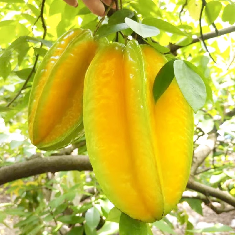 Dazhou, Fujian, Sweet Starfruit 2.5kg Fresh Fruit Seasonal Red Starfruit Pentagram Starfruit Whole Box Free Shipping