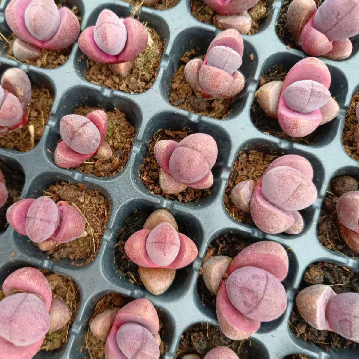 Фиолетовый нефрит, литопсы, 2-3 см