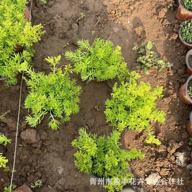 Buddha's Grass Wholesale Gold Leaf Buddha's Grass Green Leaf Buddha's Grass Gold Strip Ground Cover Landscaping Cup Potted Perennial Florals