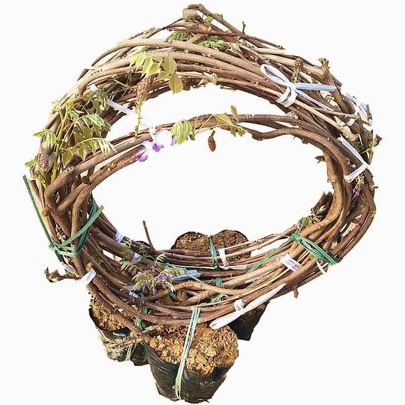 Wisteria Saplings, Potted Florals, House Courtyard Ground Climbing Vines, Blooming All Year Round, Wisteria Fence