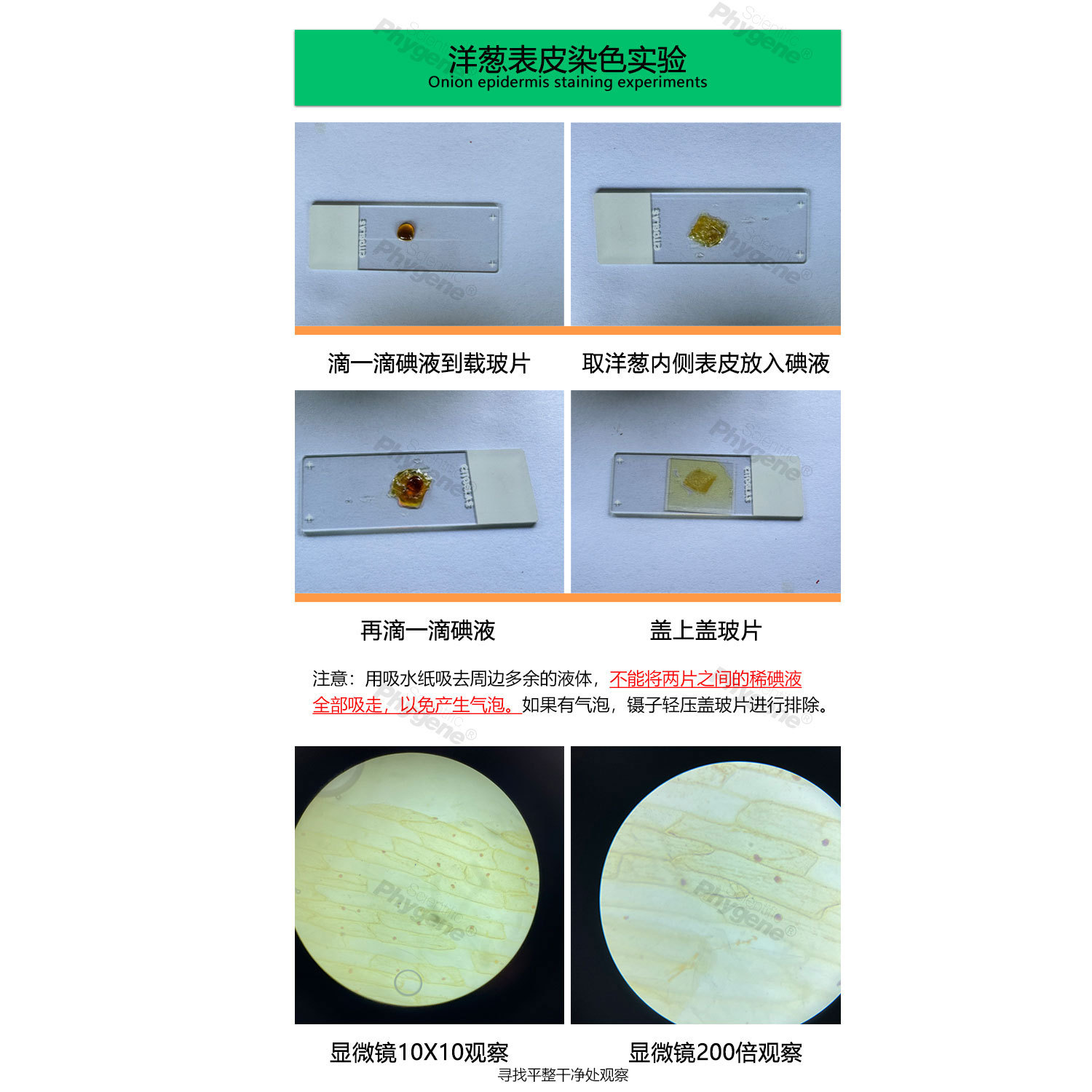 Dilute iodine solution onion epidermal staining experiment iodine solution junior high school student experiment iodine-starch test biological experiment