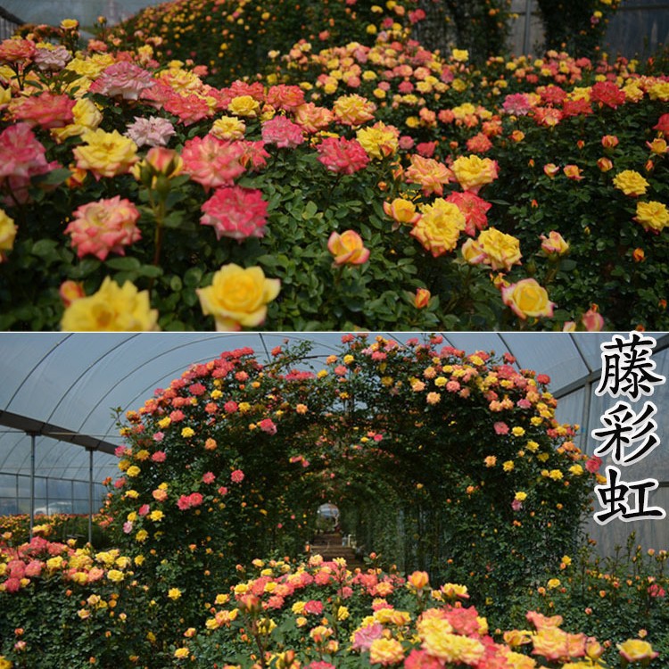 Climbing Rose 50- 60cm Large Seedlings of Vine Roses, Wall-Climbing Extra-Large Florals, Potted Plants That Bloom in All Seasons