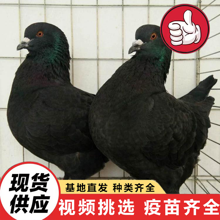 Прямые продажи от производителей Шаньдуна домашних мясных голубей, декоративных голубей, чистокровных красных инготных голубей, цены на американских королевских голубей на подставке