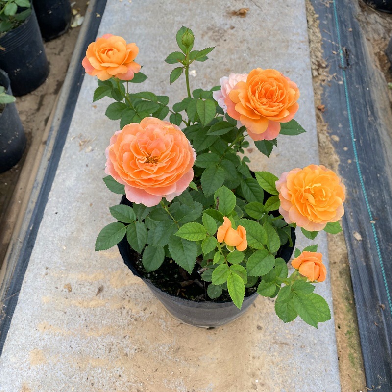 Роза с очень крупными цветами, ароматная, сок, цветы для балкона и двора, комнатные саженцы роз, саженцы роз с бутонами на четыре сезона