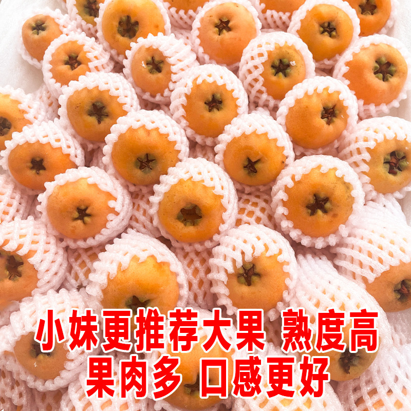 Fresh Large Fruit of Loquat from Miyi, Panzhihua, Sichuan
