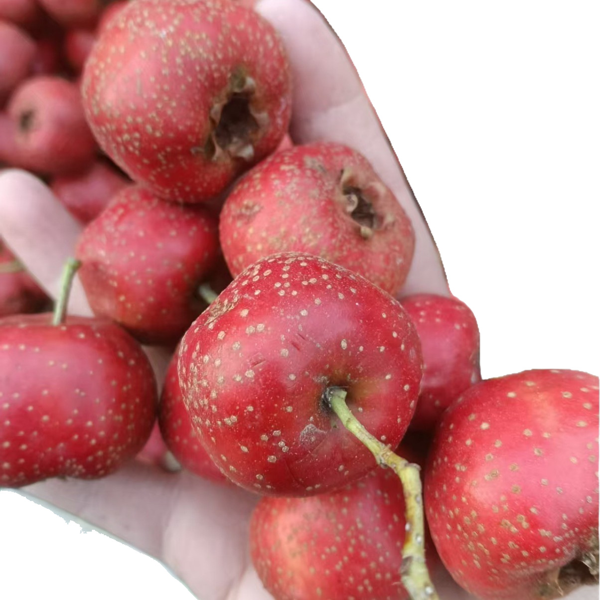 Wholesale of Large Hawthorn Fruits from Da Jin Xing (1000 Pounds, 1.8 0.5kg), Large Quantity Discounts, Processing and Stringing Services Available, Contact Customer Service