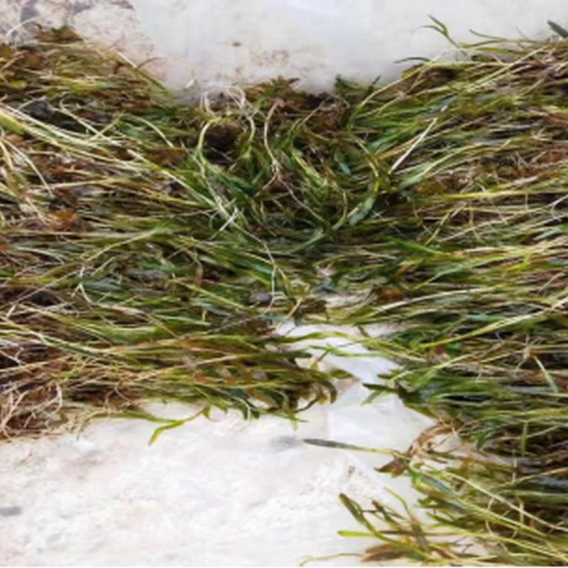 Water Quality Purification, Shrimp, Algae, Weeds, Wheat Yellow, Aquatic Greening, Submersed Plants, Contracted Ecological Restoration Projects