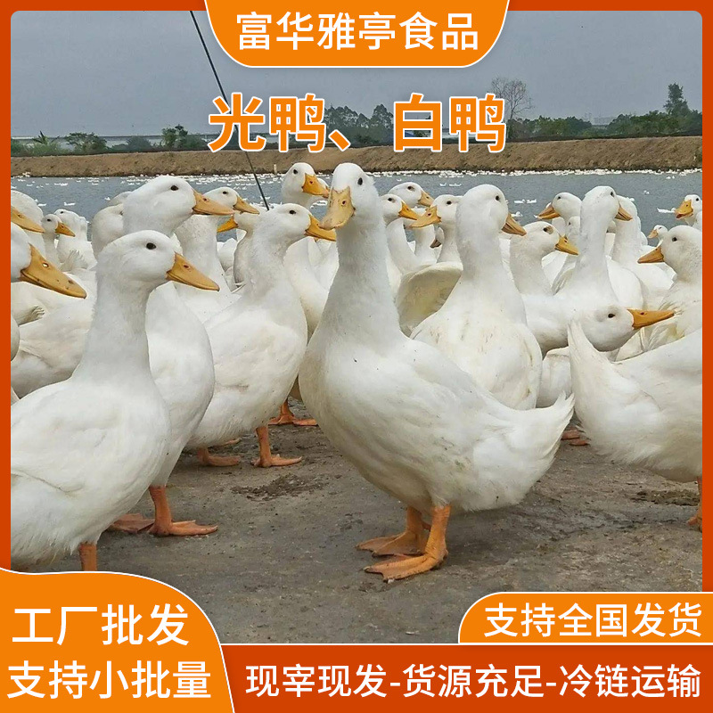 Freshly Killed White-Striped Duck, Braised Meat, Roasted Duck, Roasted Duck, Roasted Bacon, Restaurant and Restaurant Ingredients Supply Free-Range White Duck, Light Duck