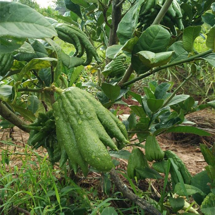 Freshly Picked Bergamot Fruit Raw Materials 1.5kg Free Shipping Citron Bergamot Fresh Fruit Five-Finger Orange Farm-Grown