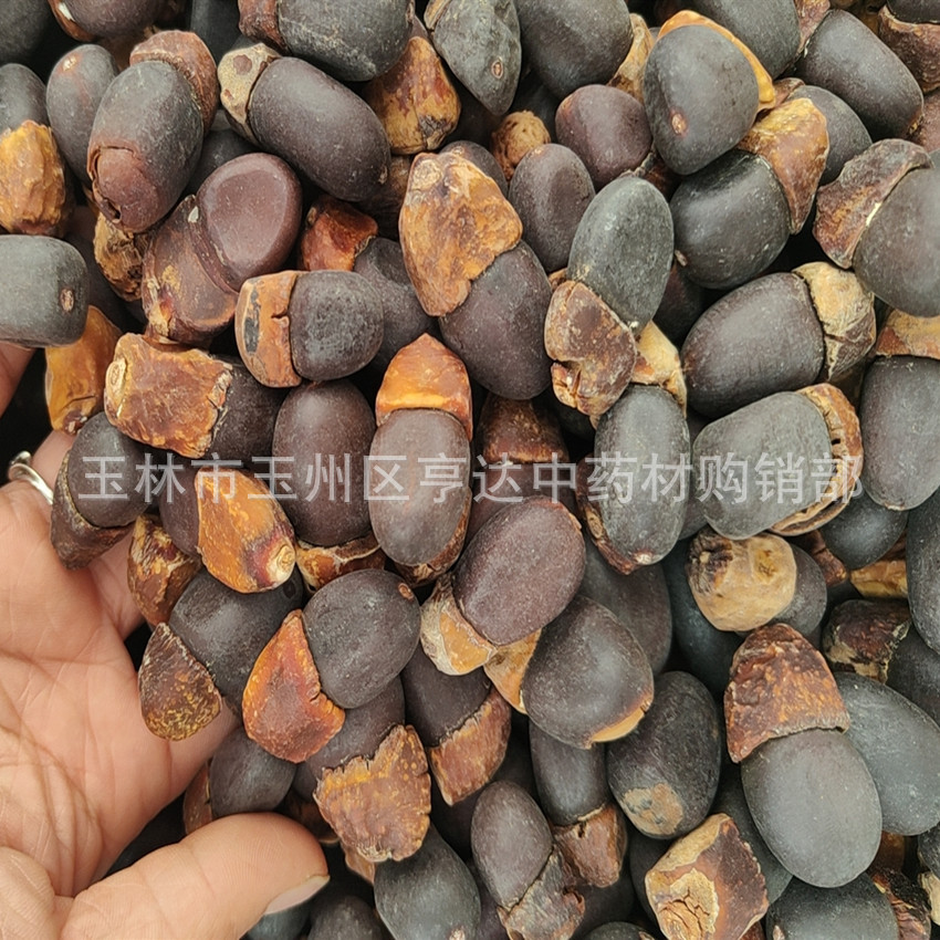 Ma Yazi Bodhi Zi Burmese Eggplant Fruit Yin Yangzi Wholesale
