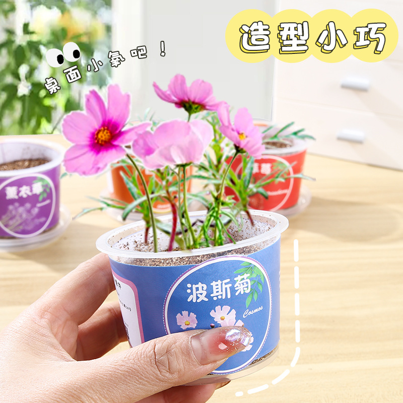 Creative Kidsren's Fruit and Vegetable Small Potted Plants Student Mini Desktop Potted Plants Kindergarten Science Experiment Fruit and Vegetable Planting Cup