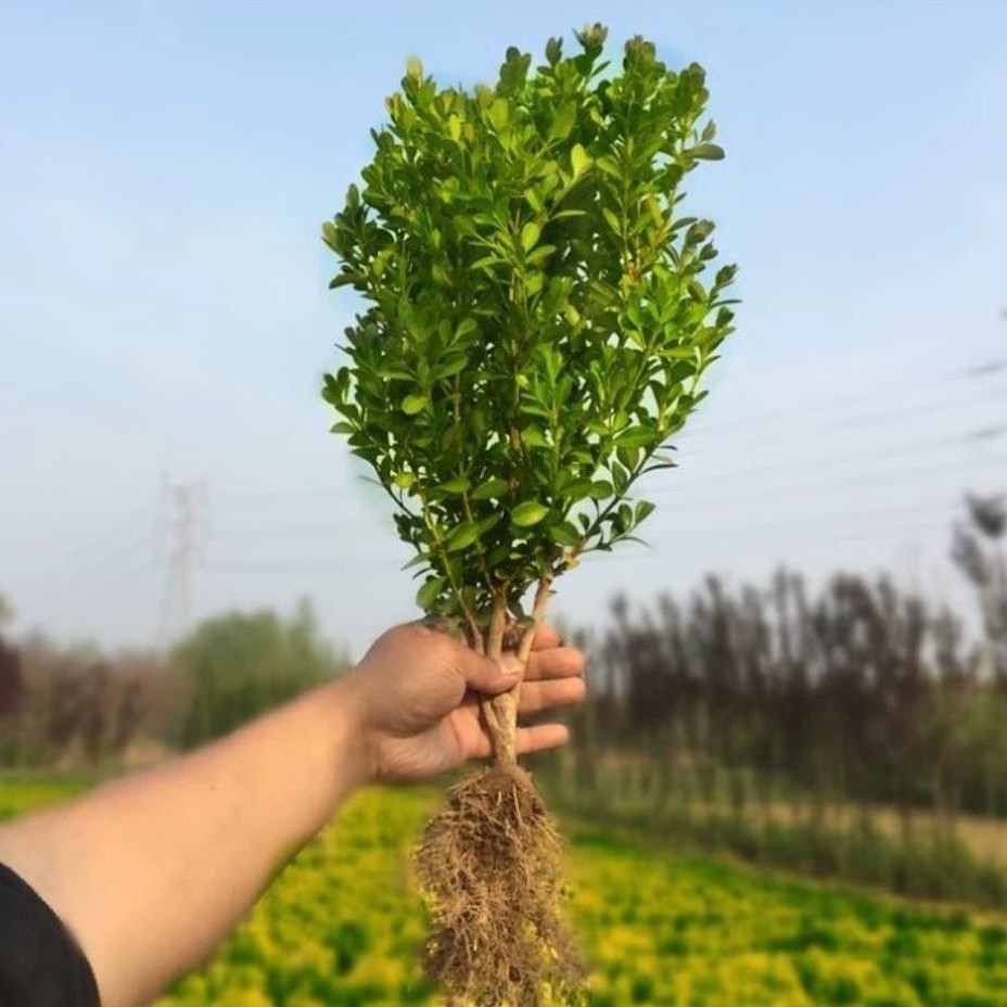 Саженцы для озеленения, высаженные на юге и севере, самшит для двора, посадка в горшках, самшит в форме шаров, живые изгороди, зеленые растения, вечнозеленые кустарники