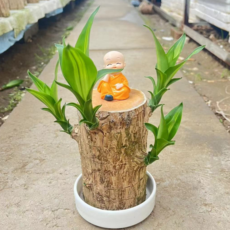 Гидропонные растения из бразильского дерева, удачное дерево для офиса