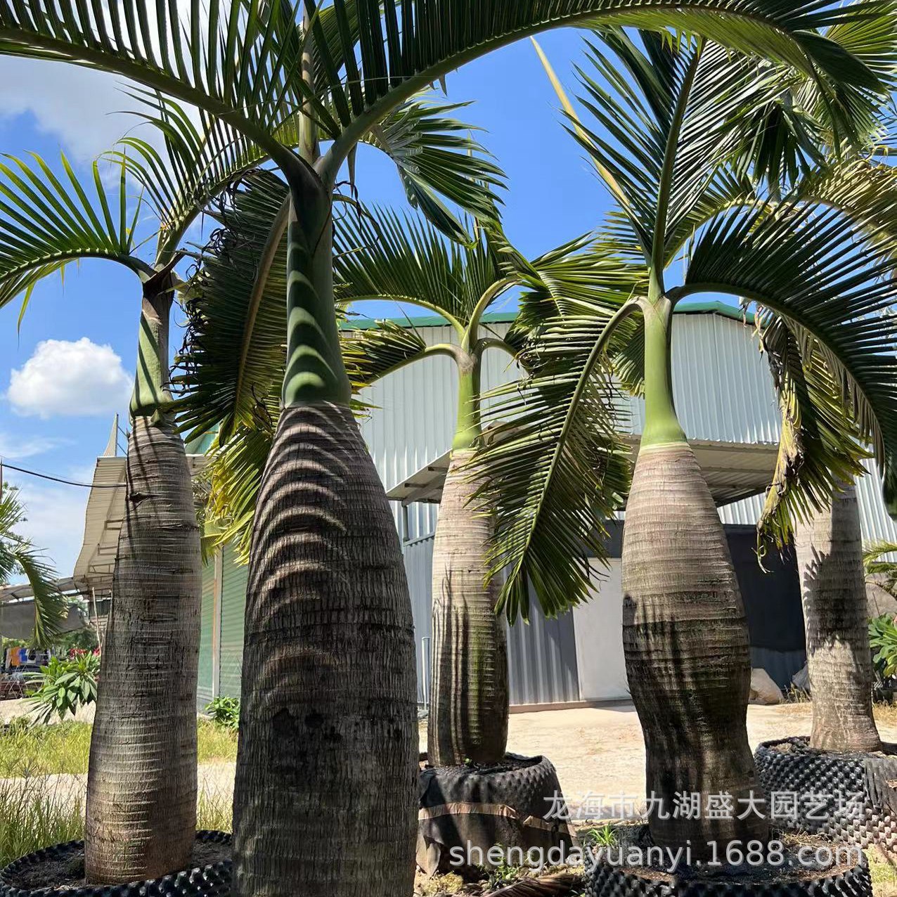 Hainan Coconut Tree Southern Wine Bottle Coconut Price Wine Bottle Coconut Is Suitable for Indoor Greenhouse Planting