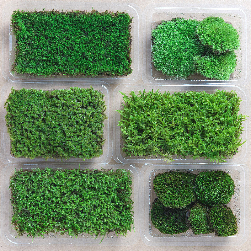 Свежий мох для микландшафта, бонсай, укладка круглый год, мох белый волосатый, короткий бархатный мох